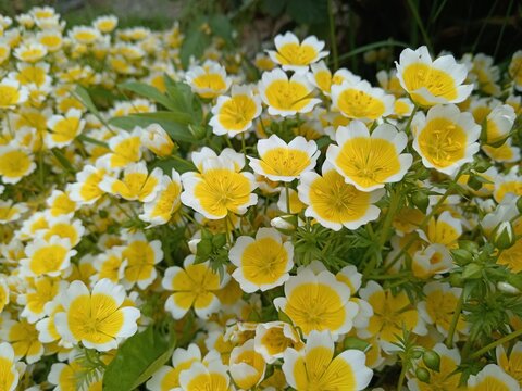 Poached Egg Plant" Images  Browse 235 Stock Photos, Vectors, and Video |  Adobe Stock