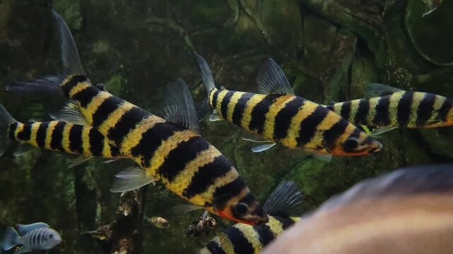 beautiful school indonesian tiger fish, also known as datnoids, gracefully swimming in large freshwater aquarium with rocky background, displaying their vibrant yellow and black stripes.