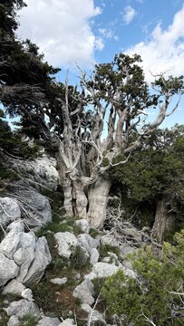 Fine Art Nature: The Twisted Juniper Branch