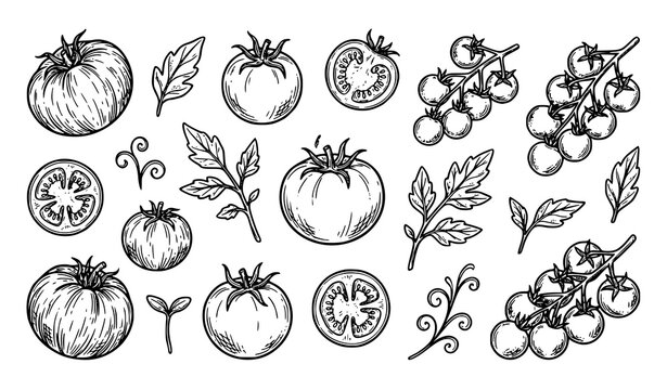 Tomato Vegetable Sketch Collection Vector Illustration Bundle for Packaging