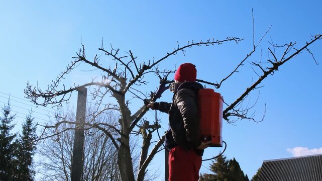 Worker spraying pesticide on a backyard for pest control, close-up, handles orchard. Gardening care work season. Early spring treatment of fruit trees, fungicide. Protecting the garden from diseases.