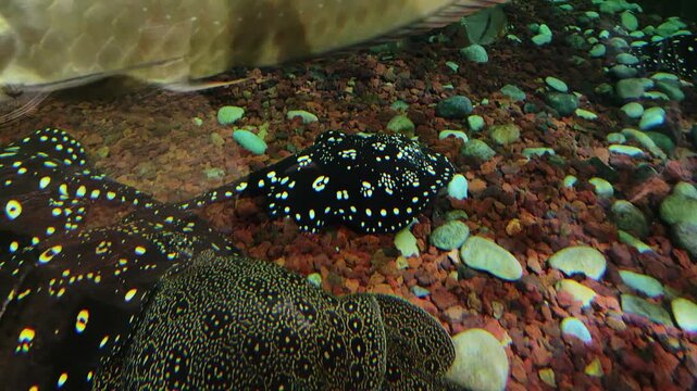 several exotic white blotched river stingrays and xingu river rays swimming peacefully along the pebbled bottom freshwater aquarium with other tropical fish species.