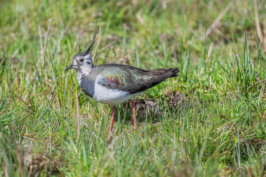 Lapwing on grass, close up