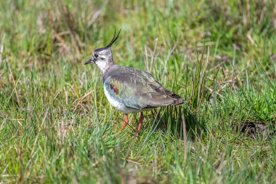 Lapwing on grass, close up