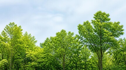 Fototapeta premium Lush green deciduous trees under a cloudy sky in spring.