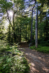 Fototapeta premium Romantic forest trail illuminated by warm evening sunlight filtering through the canopy of mature trees