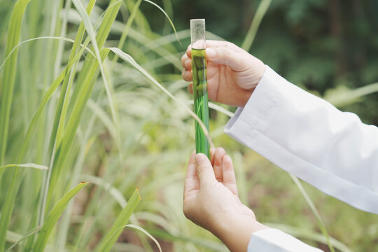 A close-up shot of a researcher in a white lab coat holding a glass test tube filled with green liquid extract while examining a long, slender green leaf in a natural outdoor environment.