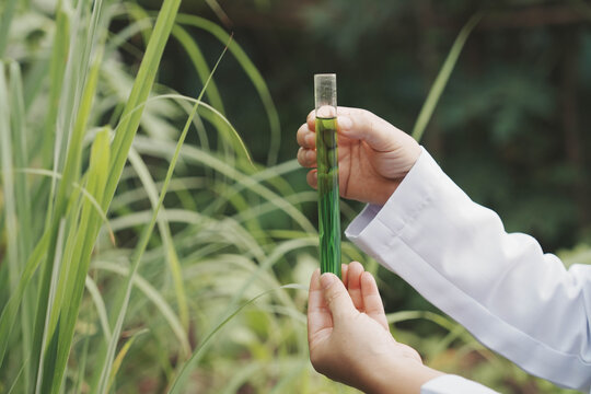 A close-up shot of a researcher in a white lab coat holding a glass test tube filled with green liquid extract while examining a long, slender green leaf in a natural outdoor environment.