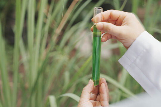 A close-up shot of a researcher in a white lab coat holding a glass test tube filled with green liquid extract while examining a long, slender green leaf in a natural outdoor environment.