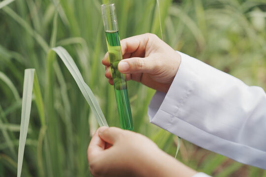 A close-up shot of a researcher in a white lab coat holding a glass test tube filled with green liquid extract while examining a long, slender green leaf in a natural outdoor environment.