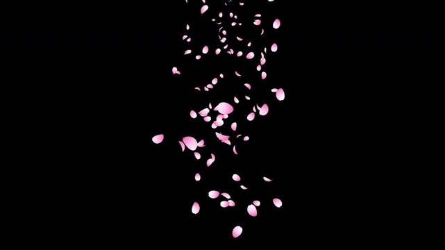 Cherry blossom petals falling animation. Pink cherry petals. Sakura leaves falling. Realistic falling blossoms. Falling petals. Japanese spring concept. Transparent background with alpha channel