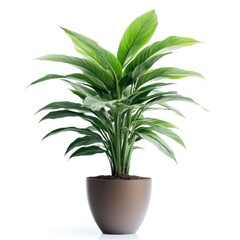 Fototapeta premium Green interior plant isolated on white background