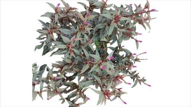 Celosia Argentea Carat Plant Isolated Background
