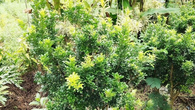 Green Murraya Paniculata Shrub In Garden