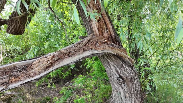 Close-up of a severely broken and splintered tree branch hanging from the main trunk in a wild green forest. Damaged wood texture surrounded by lush summer foliage and tall grass outdoors.