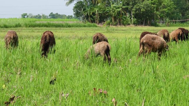 Brown dorper sheep grazing in green pasture