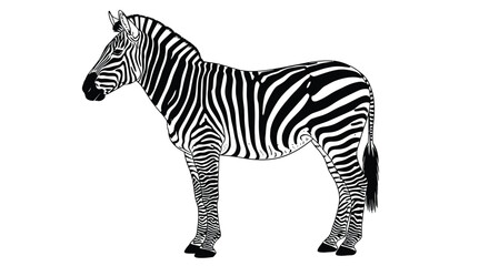 zebra silhouette on white background animal stripes © MDTAHIDURRAHMAN
