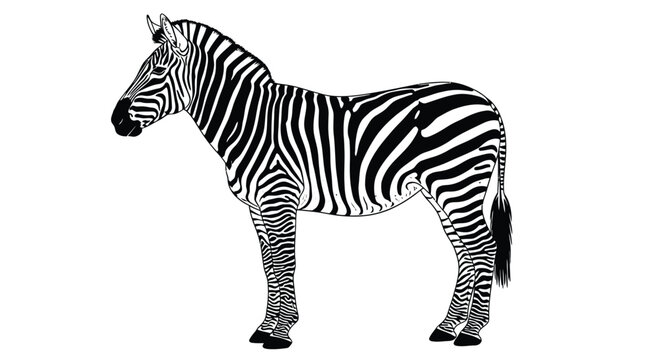 zebra silhouette on white background animal stripes