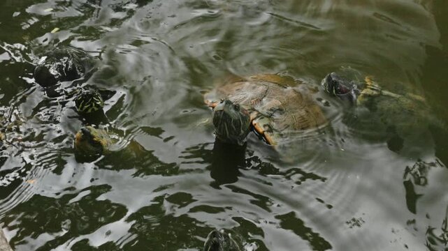 a turtle in the temple Wat Prayoon in Bagkok