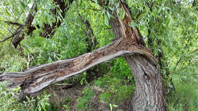 Close-up of a severely broken and splintered tree branch hanging from the main trunk in a wild green forest. Damaged wood texture surrounded by lush summer foliage and tall grass outdoors.