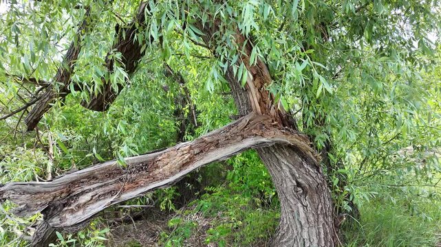 Close-up of a severely broken and splintered tree branch hanging from the main trunk in a wild green forest. Damaged wood texture surrounded by lush summer foliage and tall grass outdoors.