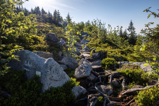 Mountain footpath winding through granite boulders, spruce forest and heathland near Dreisessel ridge