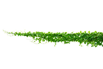 Obraz premium vine frame leaf vine Isolate on transparent background PNG file