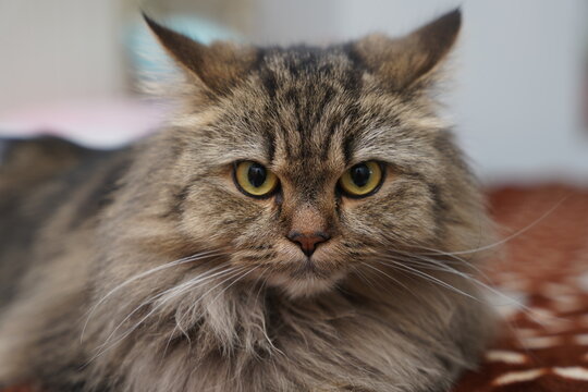 angry cat