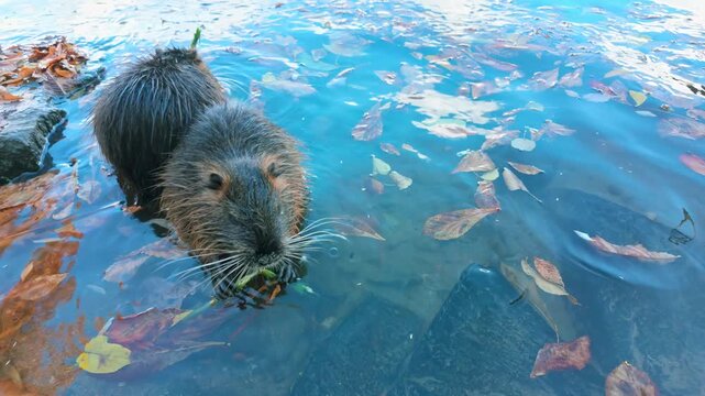 Two Coypu, split branch into two parts, sit in water with their backs to each other and gnawing branch, slow motion. Family of nutria sit in river among floating autumn leaves, eating juicy bark