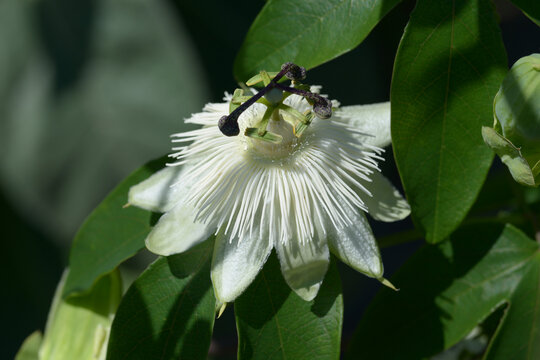 白いトケイソウ