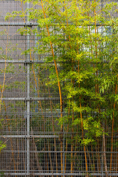 Bamboo screen architecture veils the facade with vegetation beside a building, turning urban pattern into refined exterior detail.