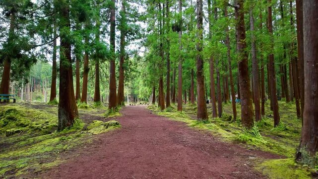 Peaceful woodland trail through lush evergreen forest at Lagoa das Patas on Terceira Island in the Azores Portugal