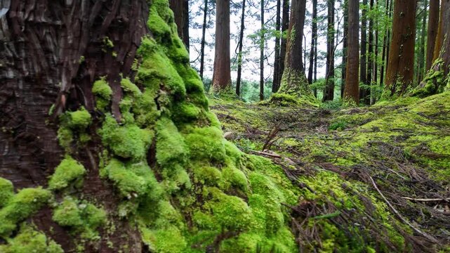 Detailed cinematic close up of vibrant green moss growing on tree trunk in the forests of Lagoa das Patas on Terceira Island Portugal