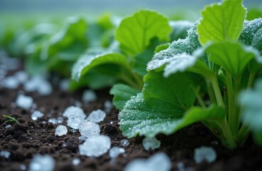 Obraz premium Close-up view of ice pellets on green plant leaves in a garden bed. Frozen water crystals cover crop foliage and dark soil after cold weather. Agricultural damage concept.