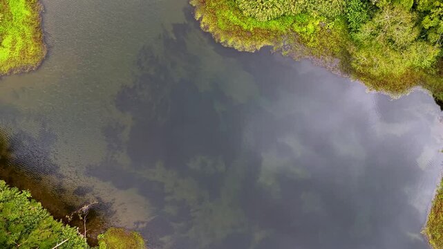 Cinematic aerial top down rotating view of the lake and lush green vegetation at Poco da Ribeira do Ferreiro in the Azores Portugal
