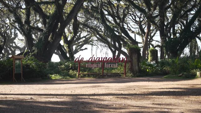 De Djawatan Forest With Trembesi Trees In Banyuwangi, Indonesia - Wide Shot