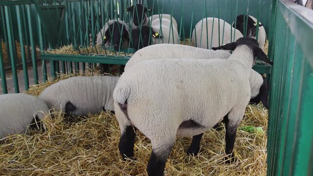 Black Head Sheep Breed in Enclosure at Animal Farm