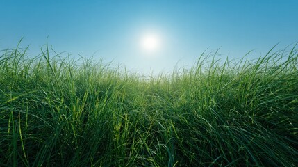 Obraz premium Expansive Green Grass Field Under Bright Blue Sky with Sun Illuminating Landscape on a Clear Day
