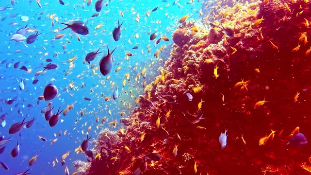 Thousands of small damselfish and blue chromis swarm dynamically along a deep underwater coral reef drop-off wall in the Pacific Ocean