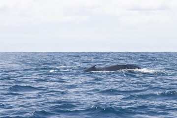 Fototapeta premium Blue Whale in Atlantic Ocean surface. Whale Watching activities in Azores, Isla San Miguel. The Whale back breaching the surface of the ocean