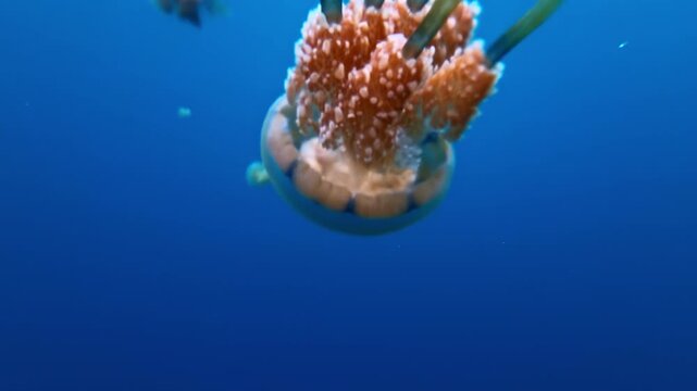 Golden stingless jellyfish drifts in the clear blue aquatic sanctuary of Sohoton, Kas Lagoon in the Philippines