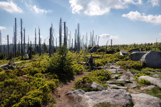 Young forest growth among dead spruce trunks in Sumava National Park showing natural ecosystem recovery