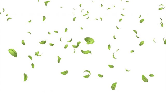 Green leaves flying animation. Realistic green leaf fall animation. Autumn spring season leaves fall background. Natural leaves animation background