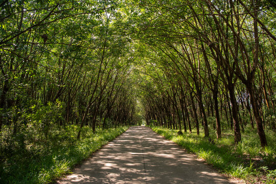 THAILAND PRACHINBURI RUBBER TREE PLANTATION ALLEY