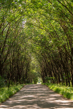 THAILAND PRACHINBURI RUBBER TREE PLANTATION ALLEY