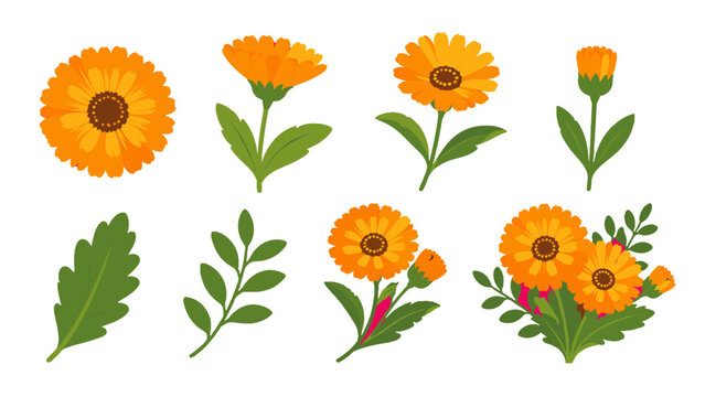 Orange calendula flower set with leaves and blooming stems