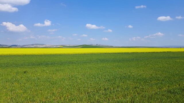 Footage of canola fields; an important agricultural crop developed through the breeding of rapeseed, from whose seeds high-quality edible oil is obtained and from whose meal animal feed is produced.