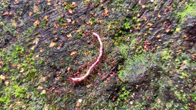 A detailed macro shot of a colony of tiny red ants working together to transport a dead earthworm across a mossy, textured surface in the tropical environment of the Seychelles.