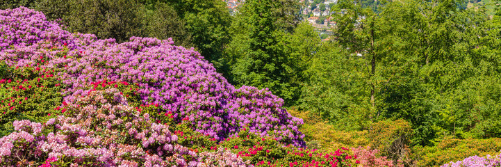 Obraz premium Rhododendrons bloom in a garden with a view of a city and green trees on a clear day