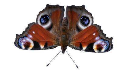 Peacock butterfly with orange blue, and black wings © Sophia
